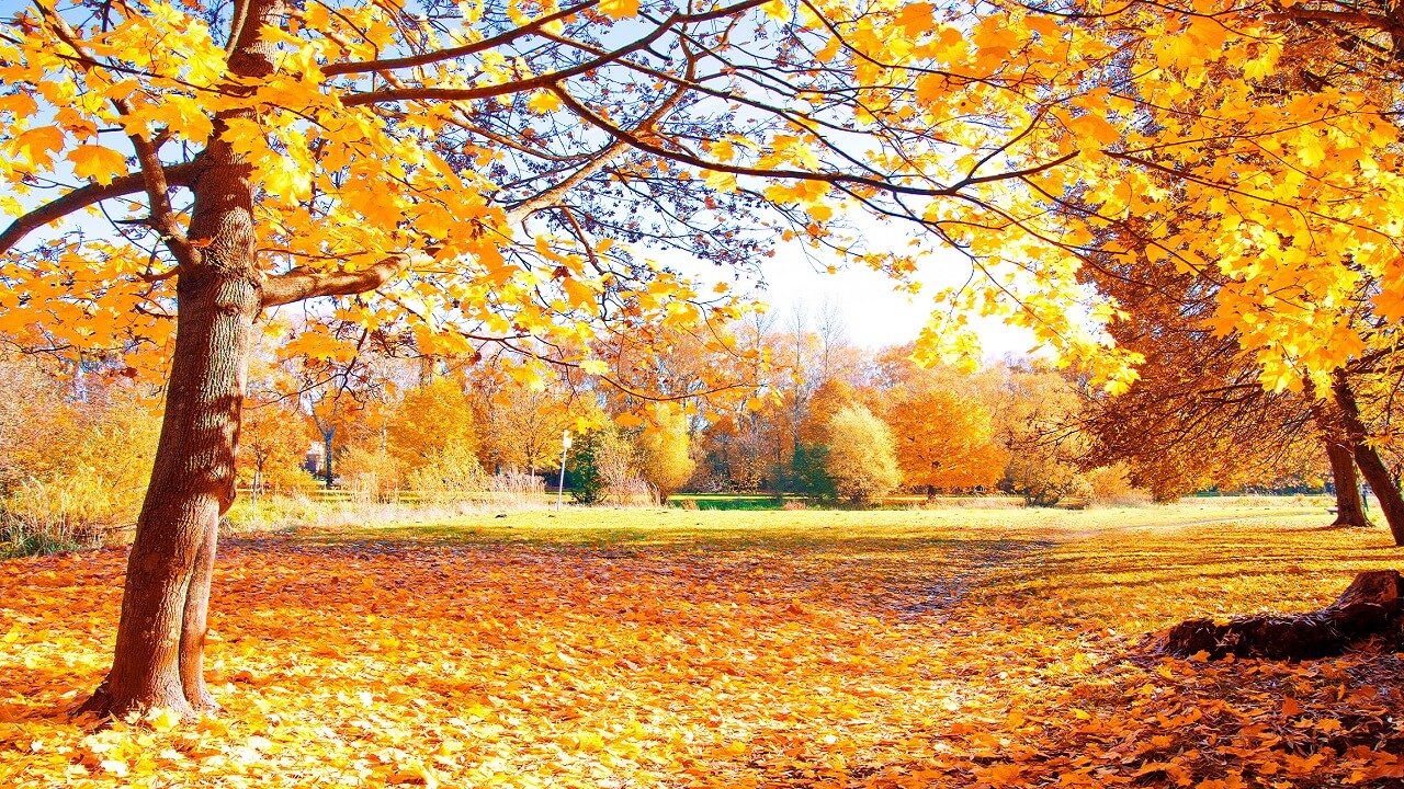علت تغییر رنگ برگ درختان در پاییز